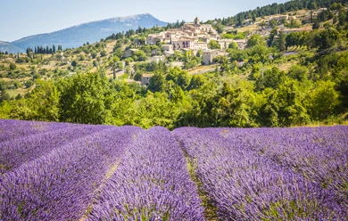 La Provence odorante et colorée